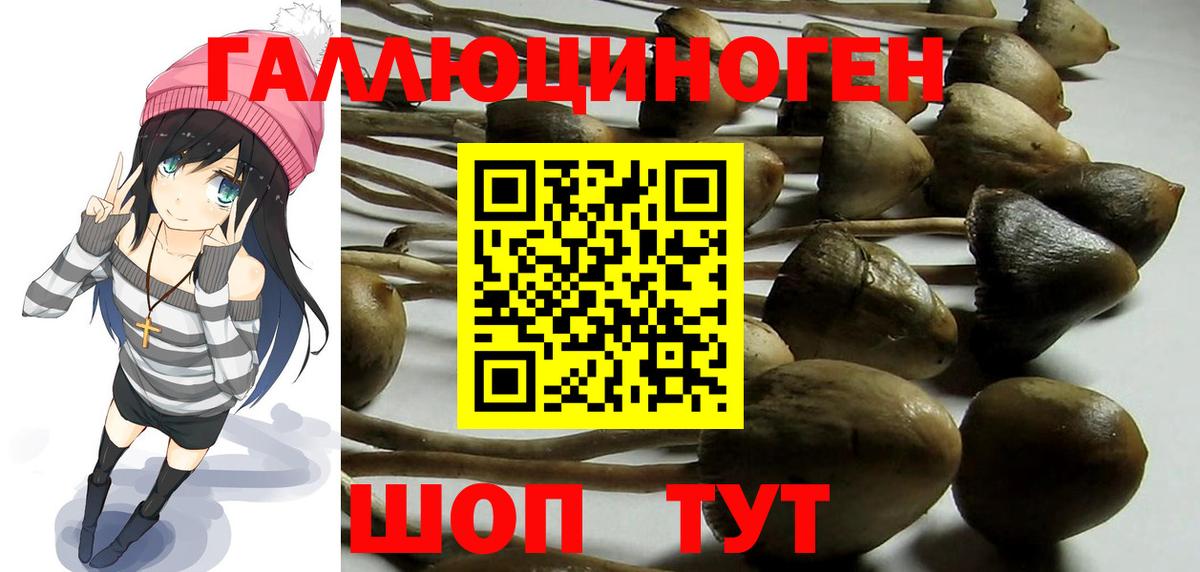 Кашира  Псилоцибиновые грибы мицелий  Вход с VPN 